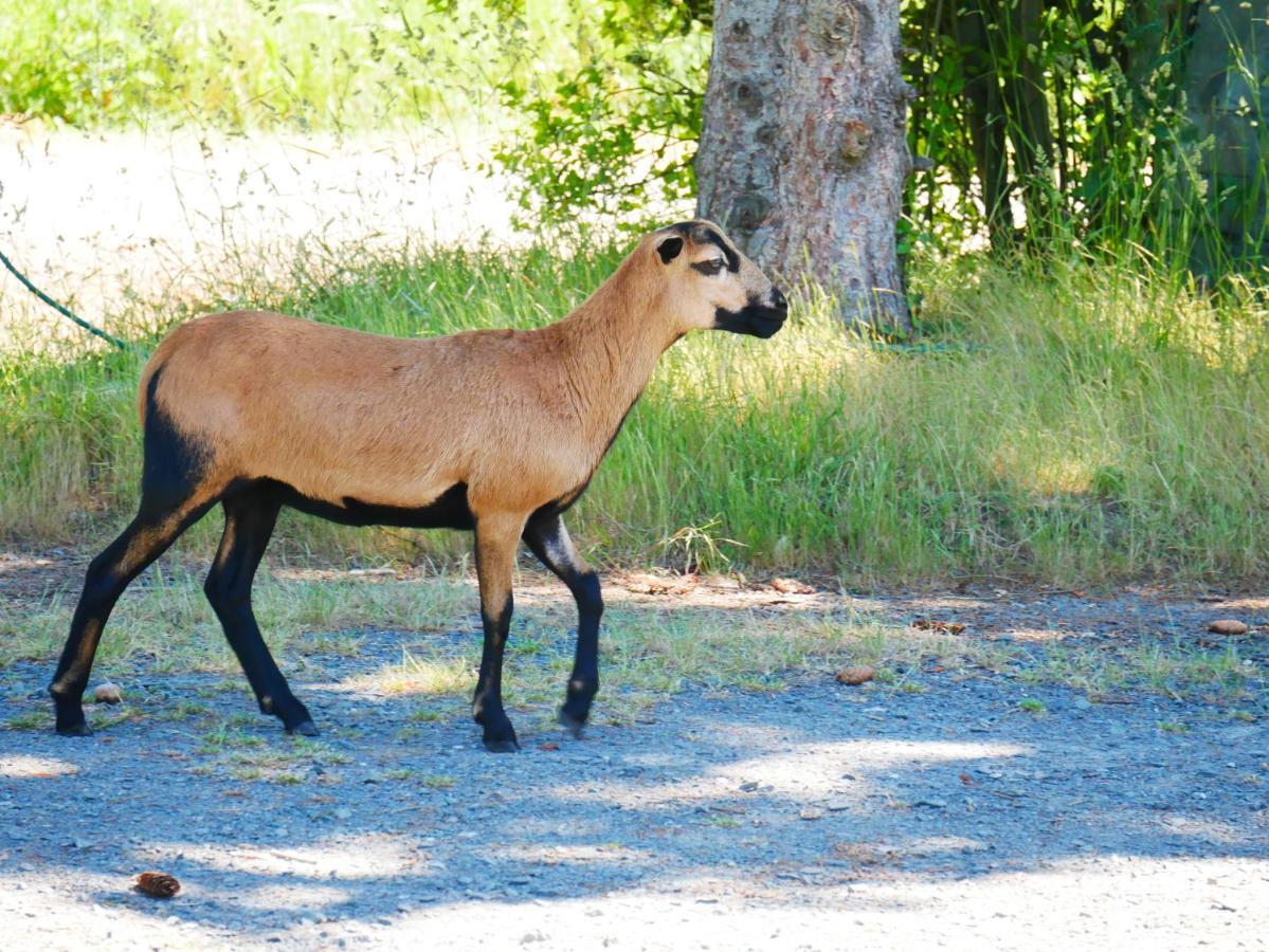 Saint-Jean-de-la-Motte Studio En Vallee Du Loir 20Km Du Zoo المظهر الخارجي الصورة